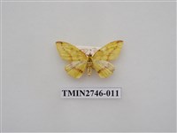 藏品(尺蛾308)的圖片